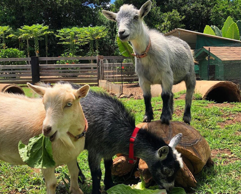 Meet the Farm Animals at Tsue's Farm